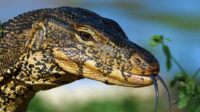 Unique Facts About Monitor Lizard