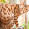 10 Facts of Bengal Cat