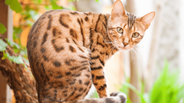 10 Facts of Bengal Cat