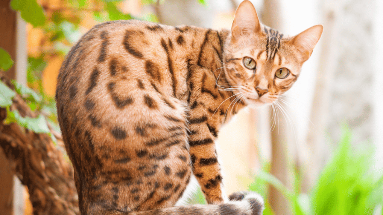 10 Facts of Bengal Cat