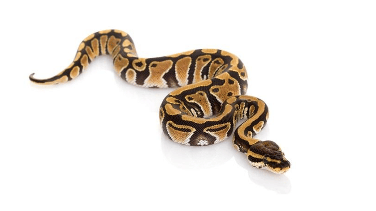 Ball Python