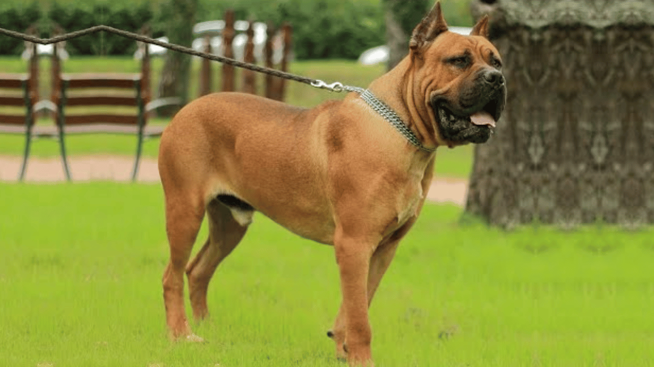 Bandog