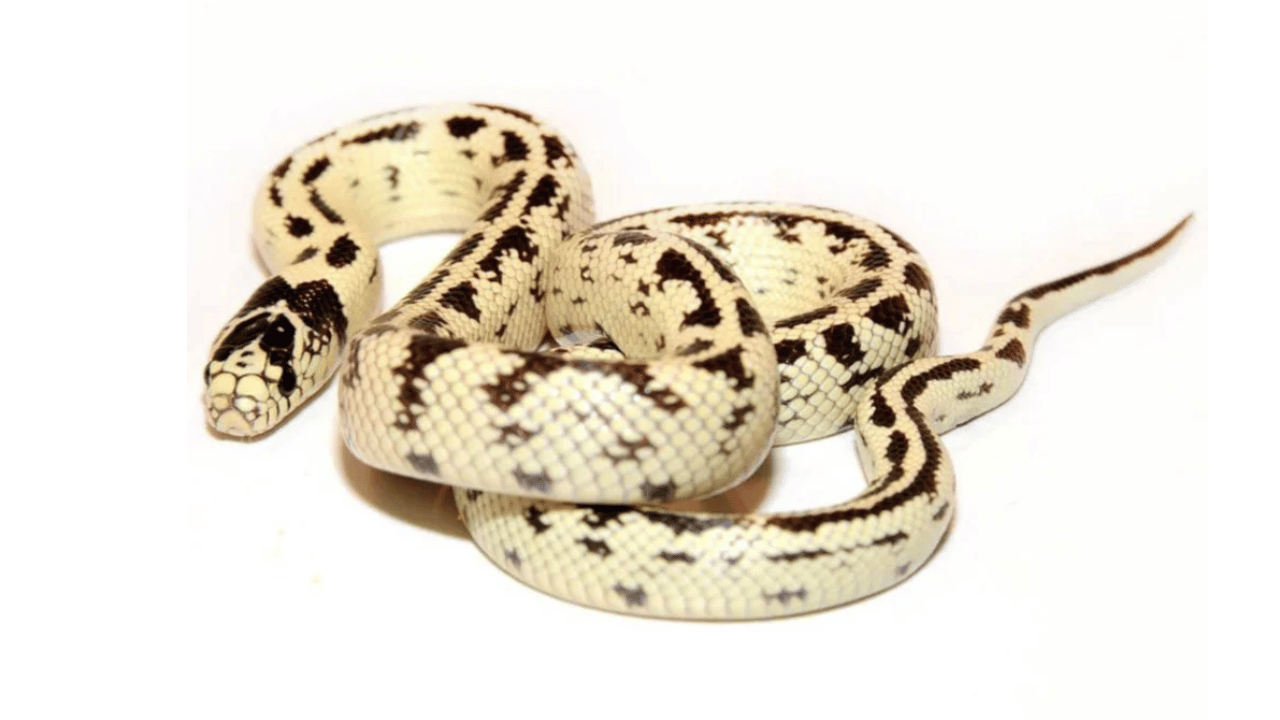 California King Snake