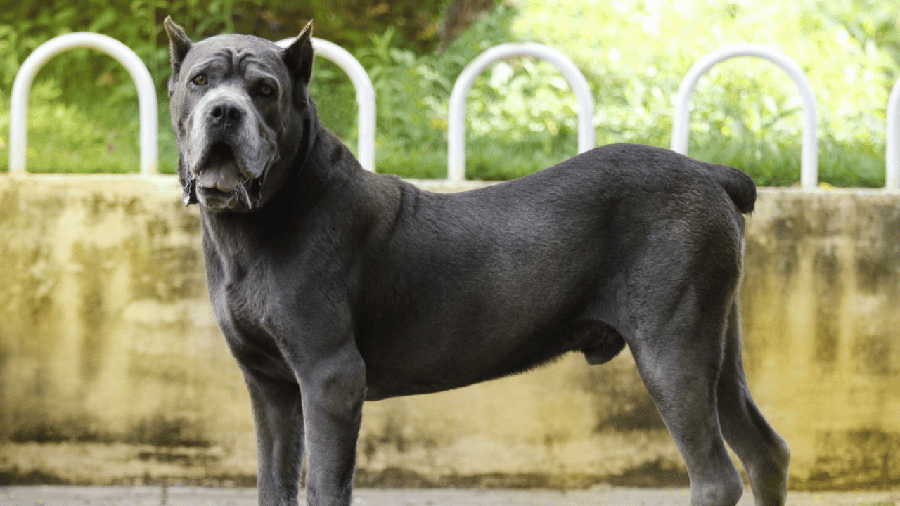 Cane Corso