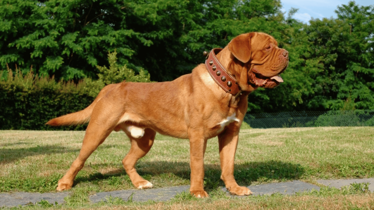 Dogue de Bordeaux