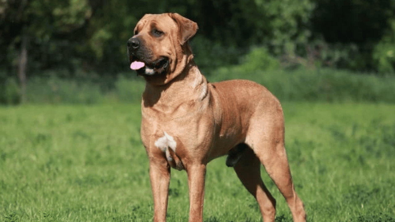 Japanese Mastiff