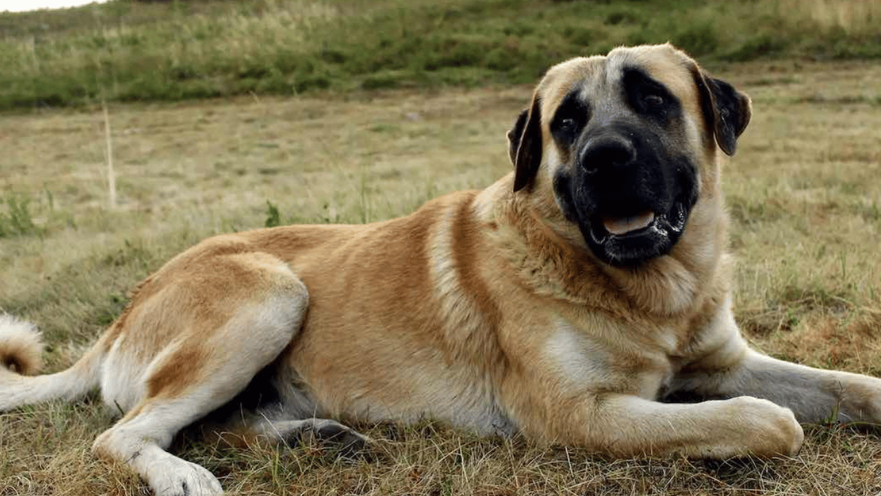 Kangal Shepherd