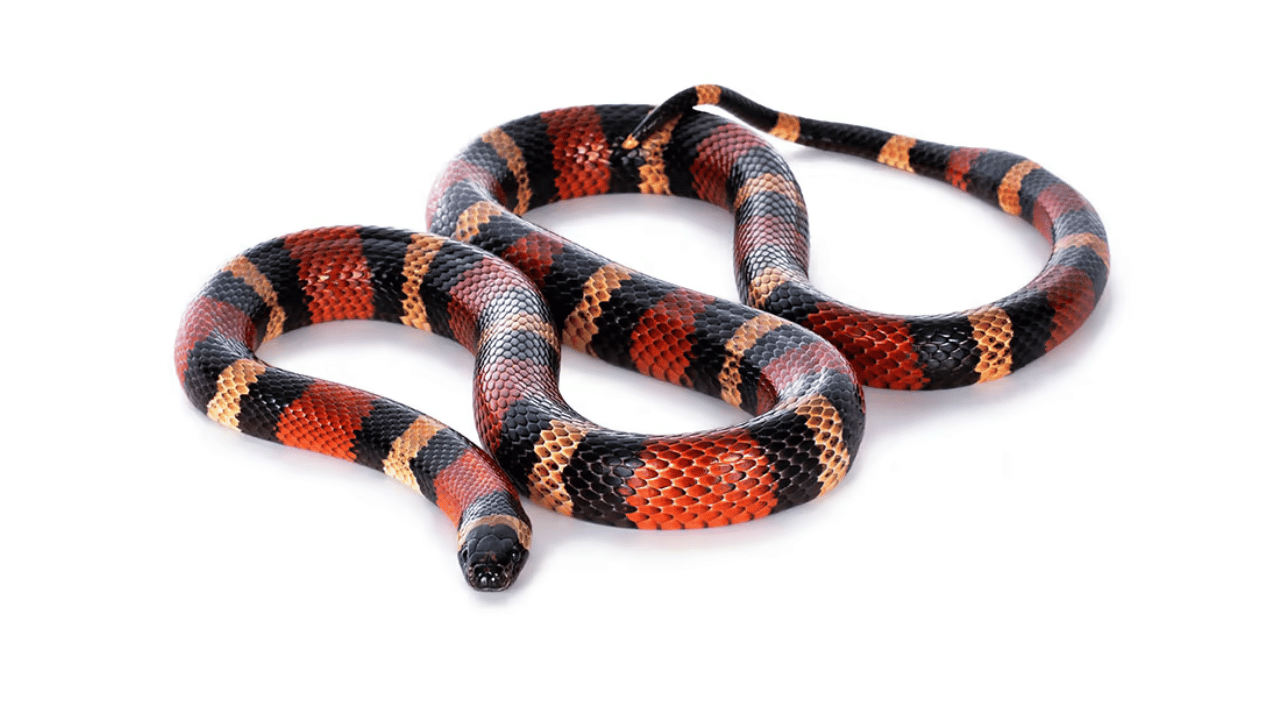 Milk Snake