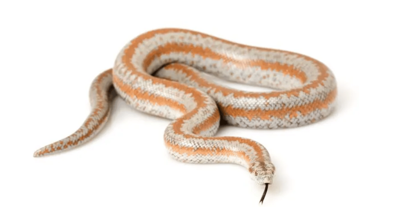 Rosy Boa