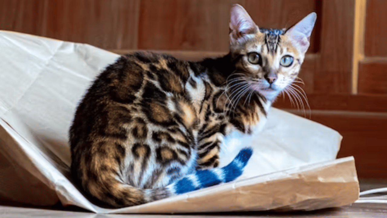 bengal Litterbox Trouble