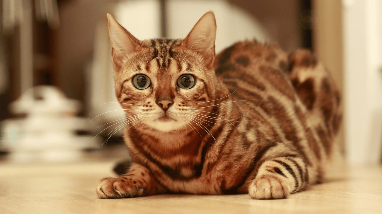 bengal Scratch and Mischief